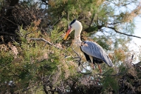 15569 Ardea cinerea (Airone cenerino)